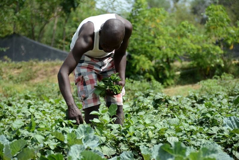 Farmer harvesting fresh produce in the field