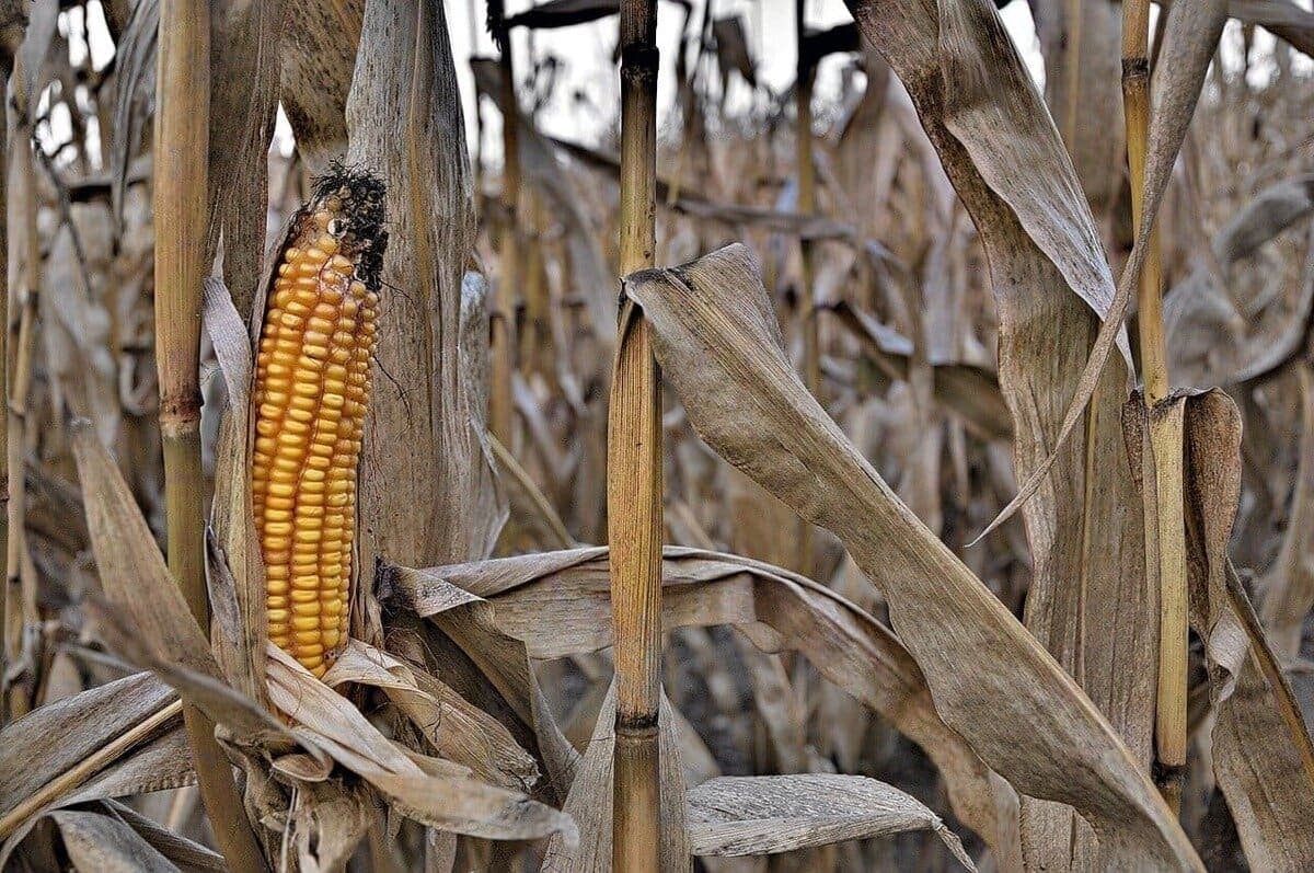 Photo: grain storage or cooperative warehouse